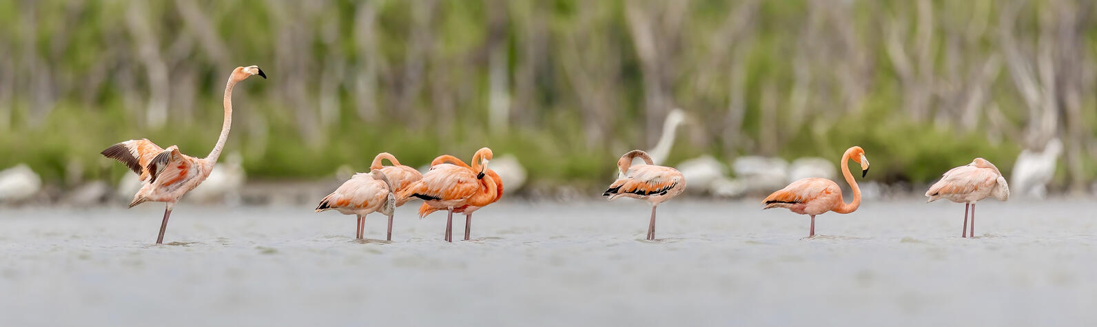 Flamingos stand in the water