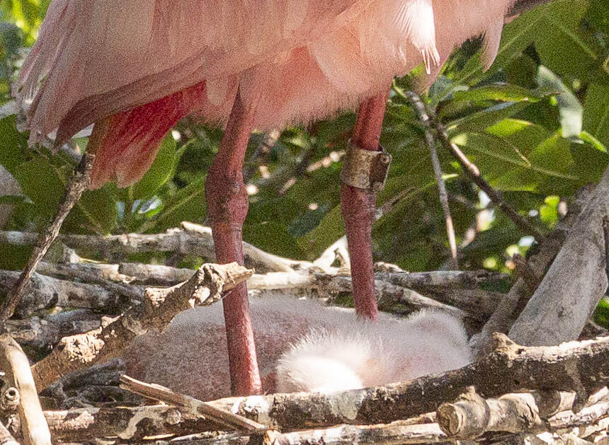 Close up of the band on the Roseate Spoonbill. Photo: Mac Stone.