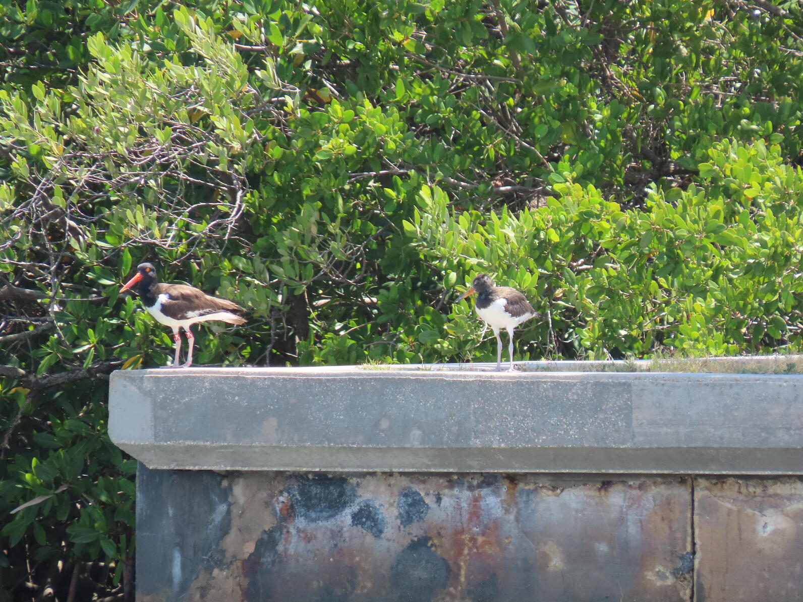 Banded American Oystercatchers left their rooftop nesting site with one fledge in tow.