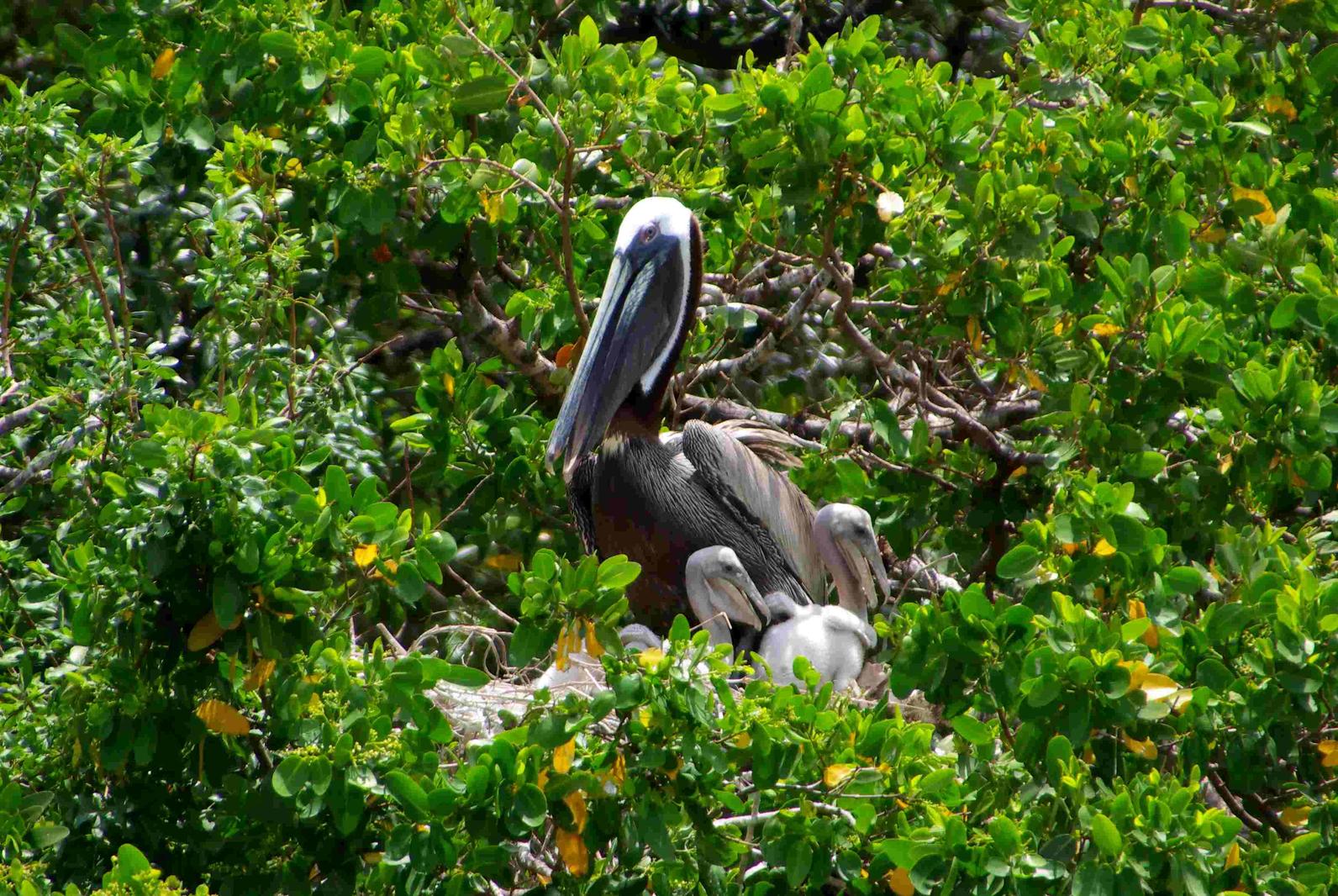 Adult Brown Pelican with chicks