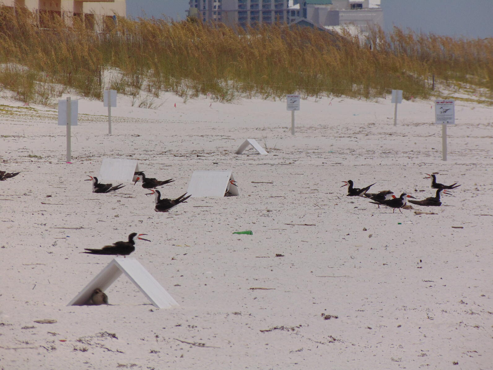 Black Skimmer chick using shelter on Pensacola Beach. Adult skimmers in the backgroundPhoto: Caroline Stahala