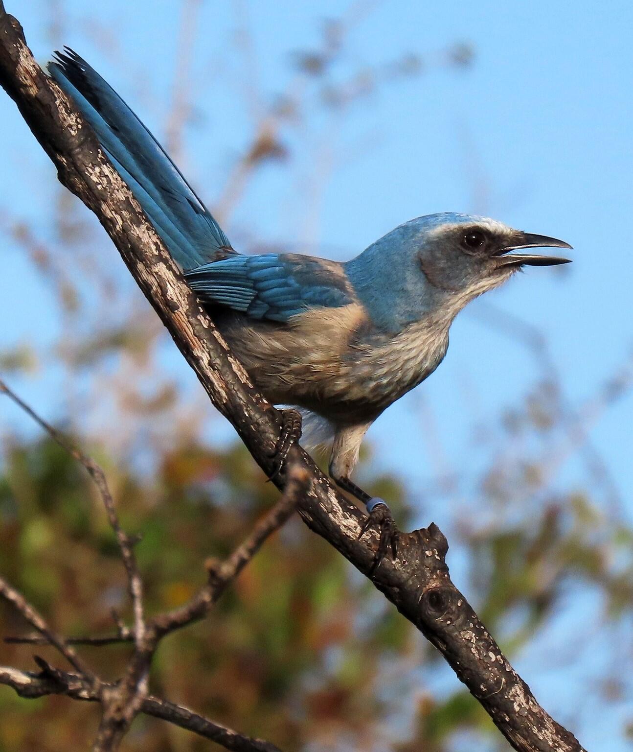 A Florida Scrub-Jay perches on a branch that runs diagonally through the frame. Its beak is slightly open.