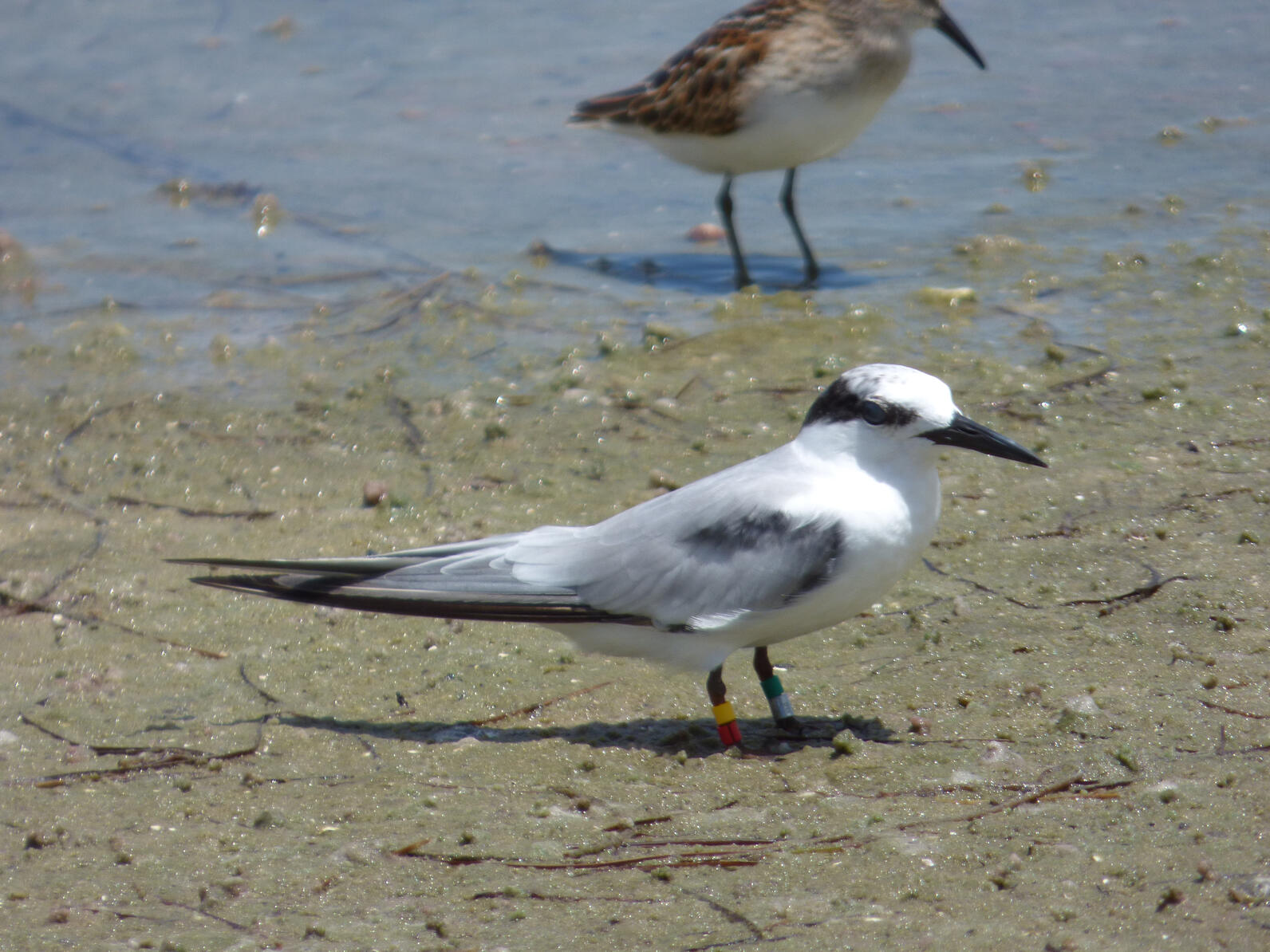 A juvenile, mostly-white Least Tern stands on a wet sandy beach.