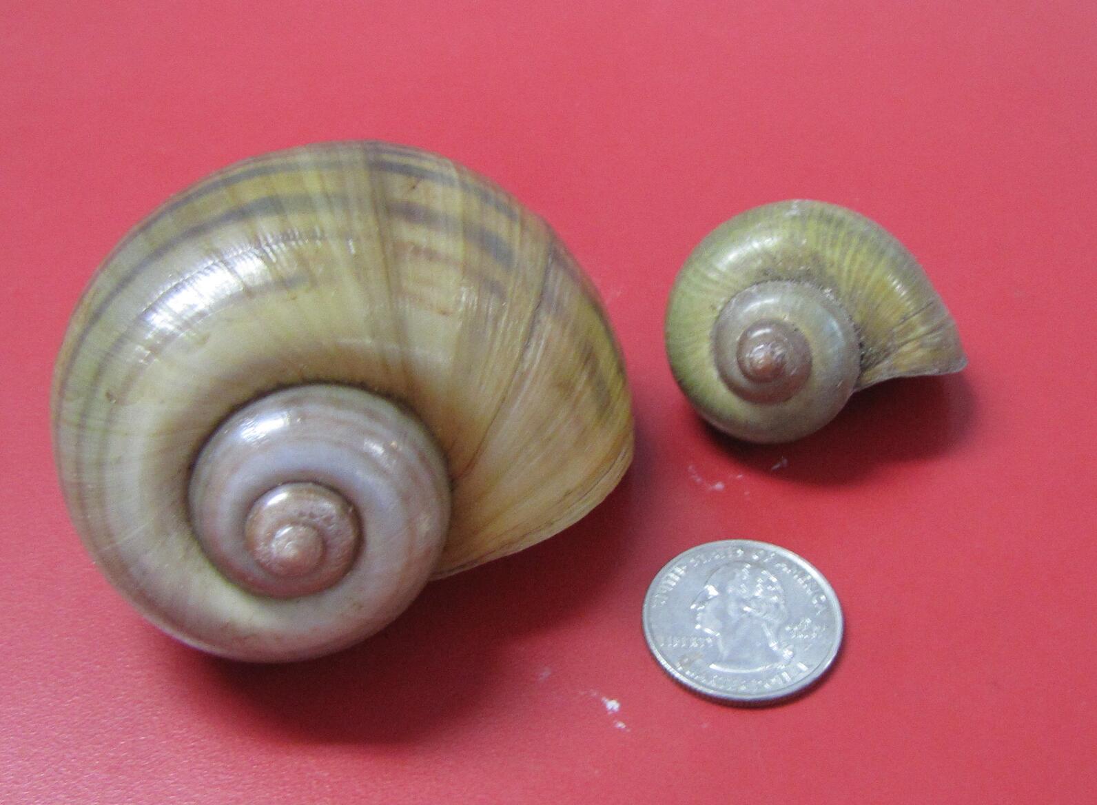 A large exotic snail shell next to a smaller native snail shell, with a quarter for comparison. The smaller native shell is similar in size to the quarter.