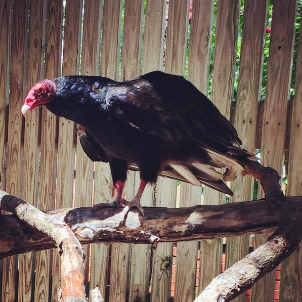 Mortimer, a Turkey Vulture