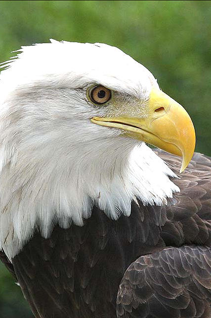 photo of a bald eagle named paige