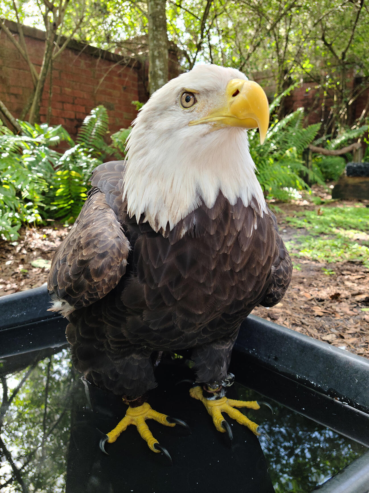 A bald eagle in a bathtub
