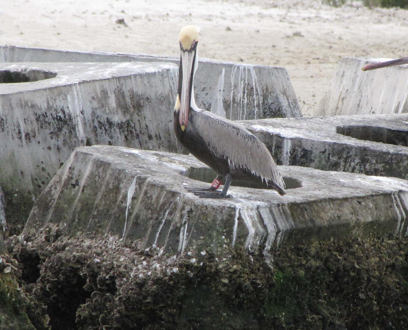 banded brown pelican