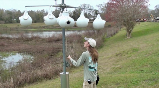 A person in front of Purple Martin gourd houses