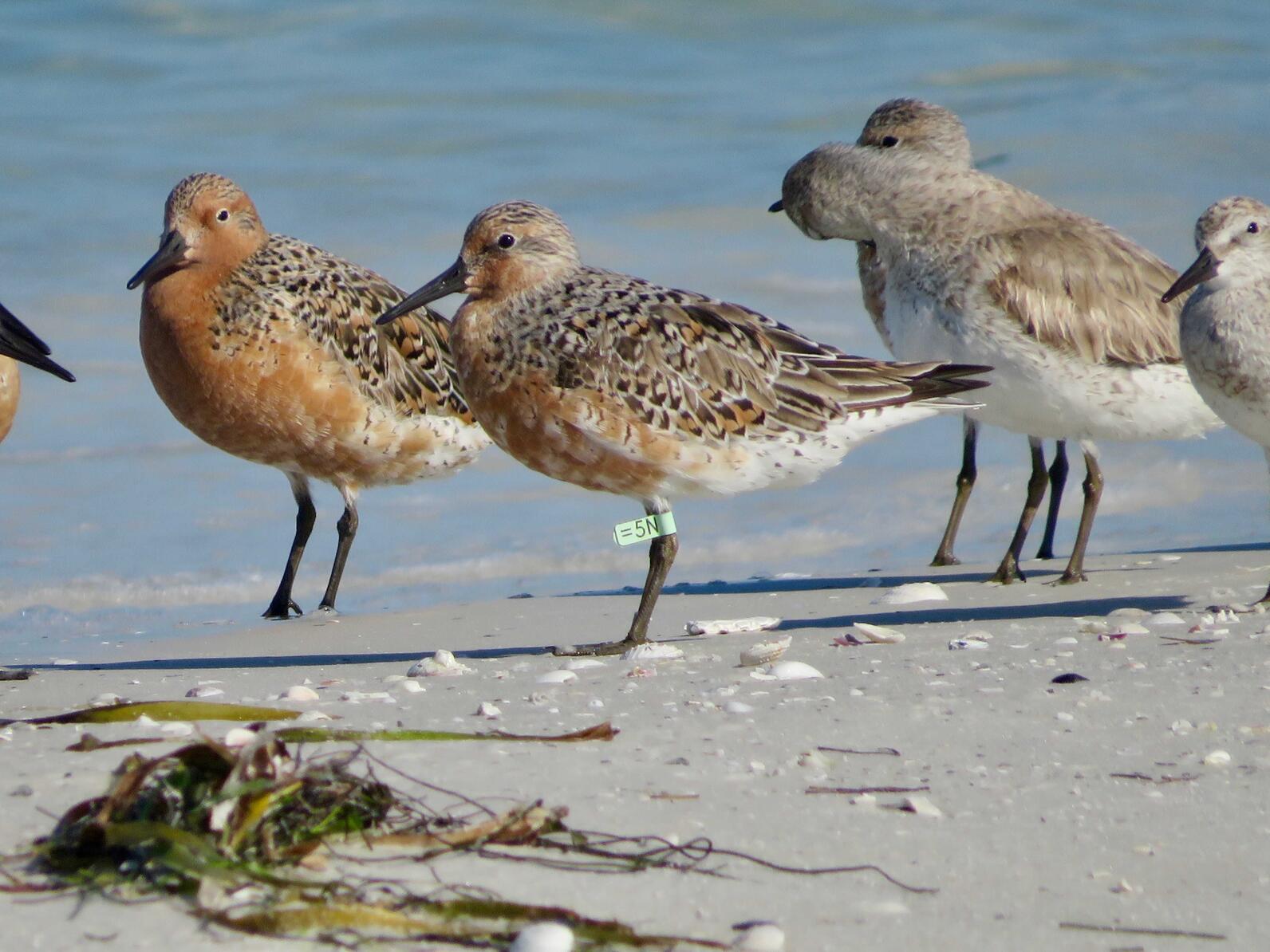 A flock of birds on the beach