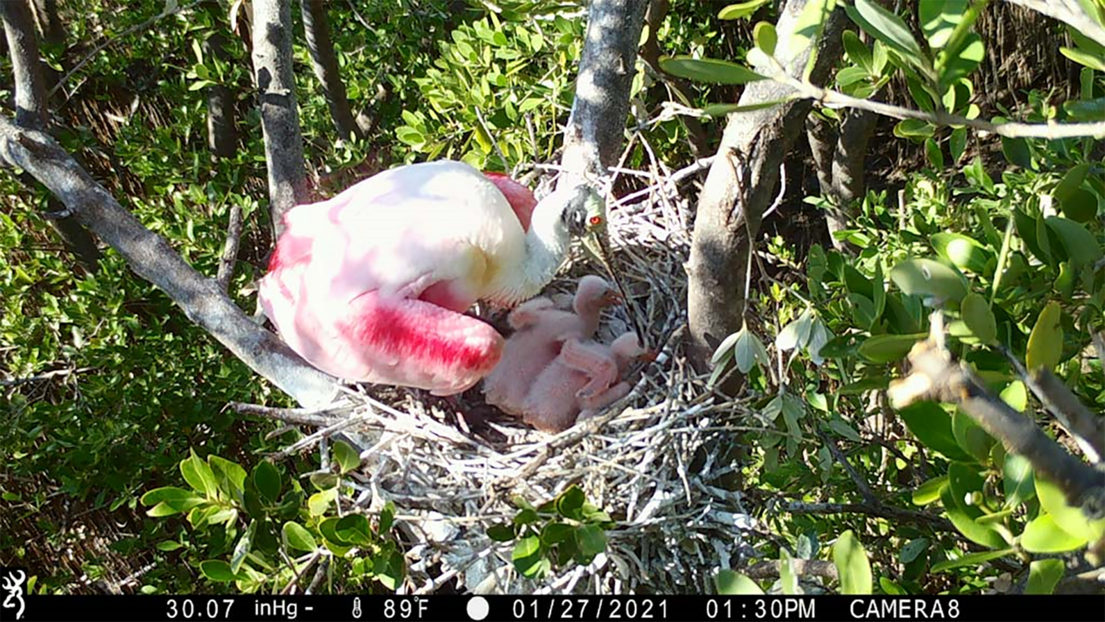 Camera-trap photo of pink birds in a nest surrounded by leaves.