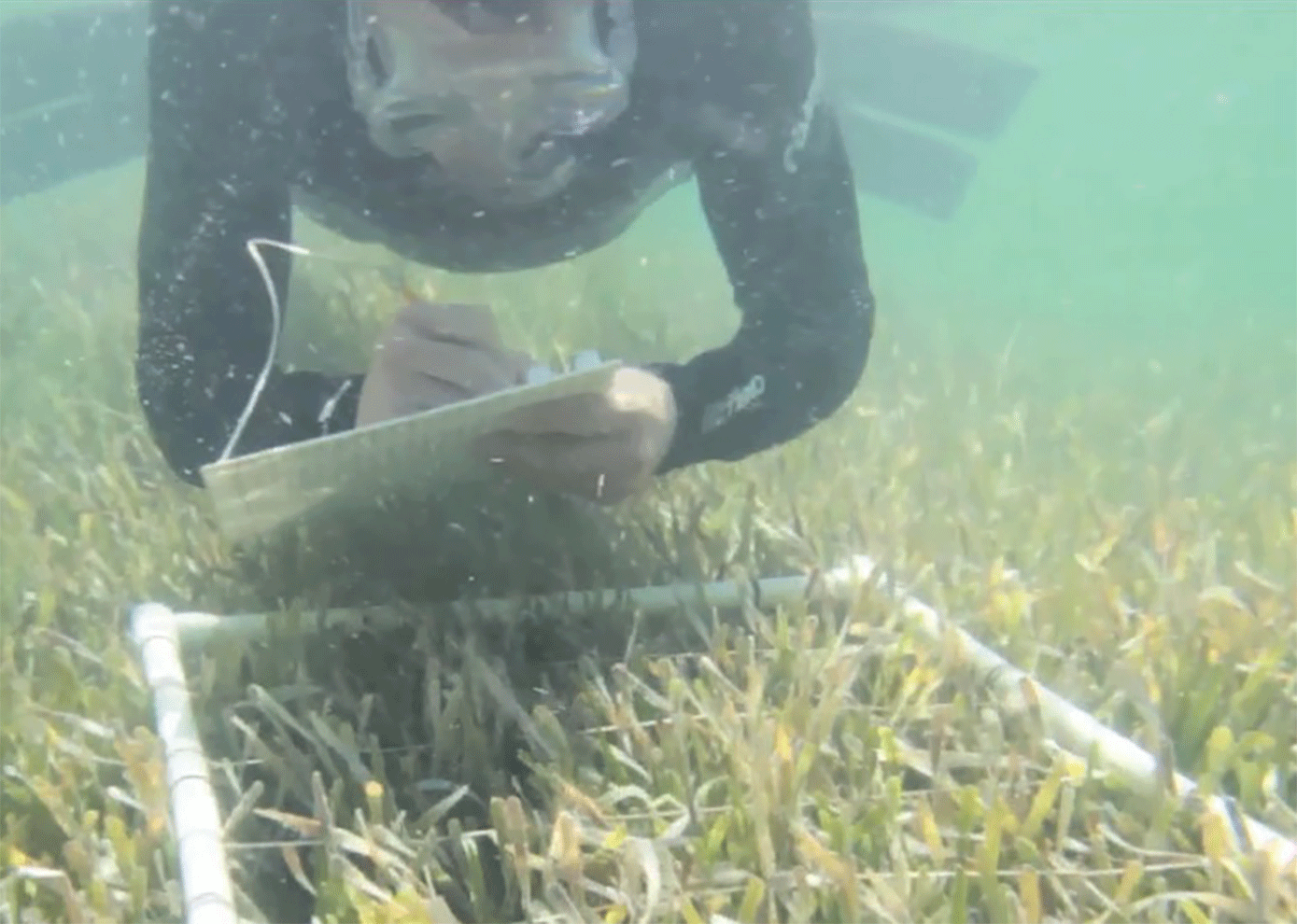 Scientist monitoring seagrass