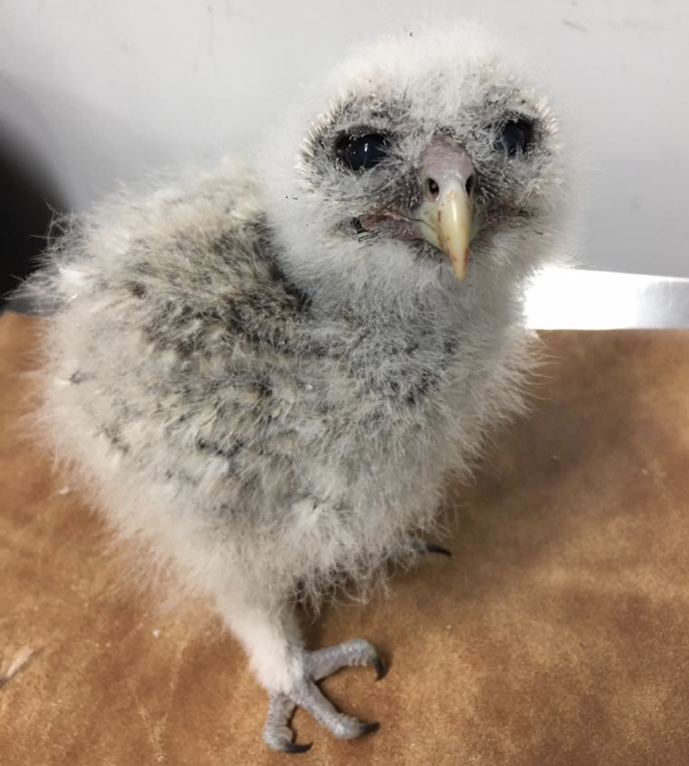 Baby Barred Owl. Photo: Audubon Staff.