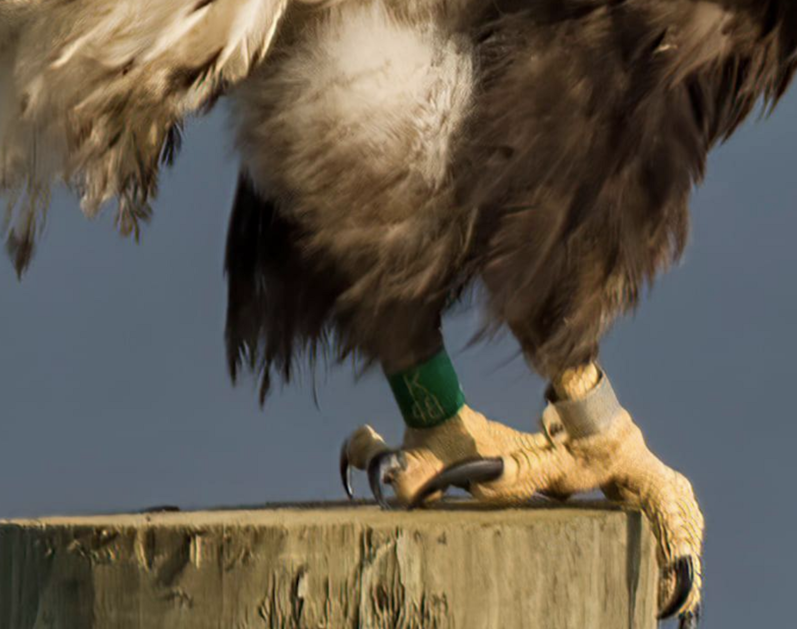 Banded Bald Eagle. Photo: Steve Thornhill.