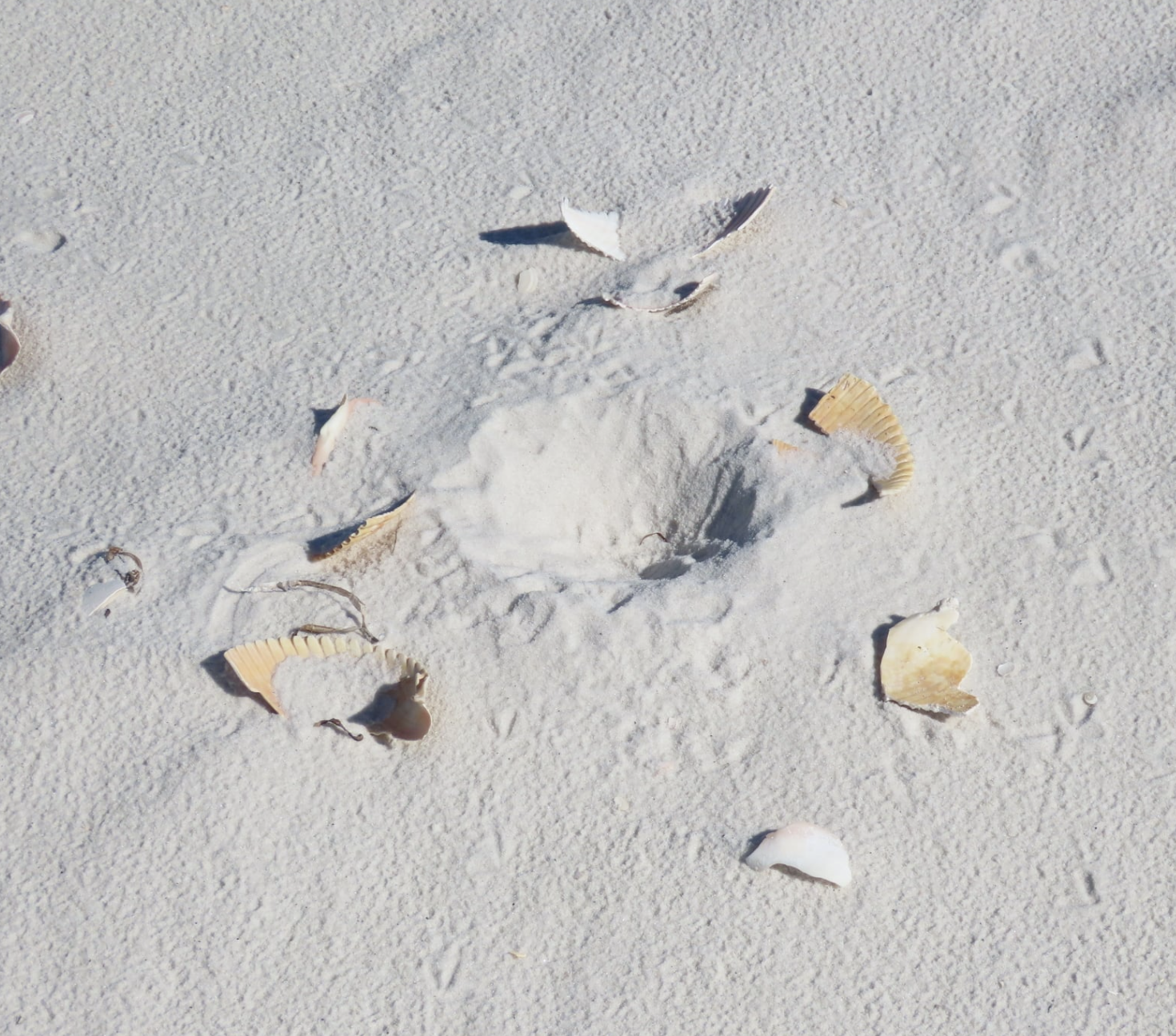 A scrape made by a Snowy Plover on the sand, with a few pieces of shell. 