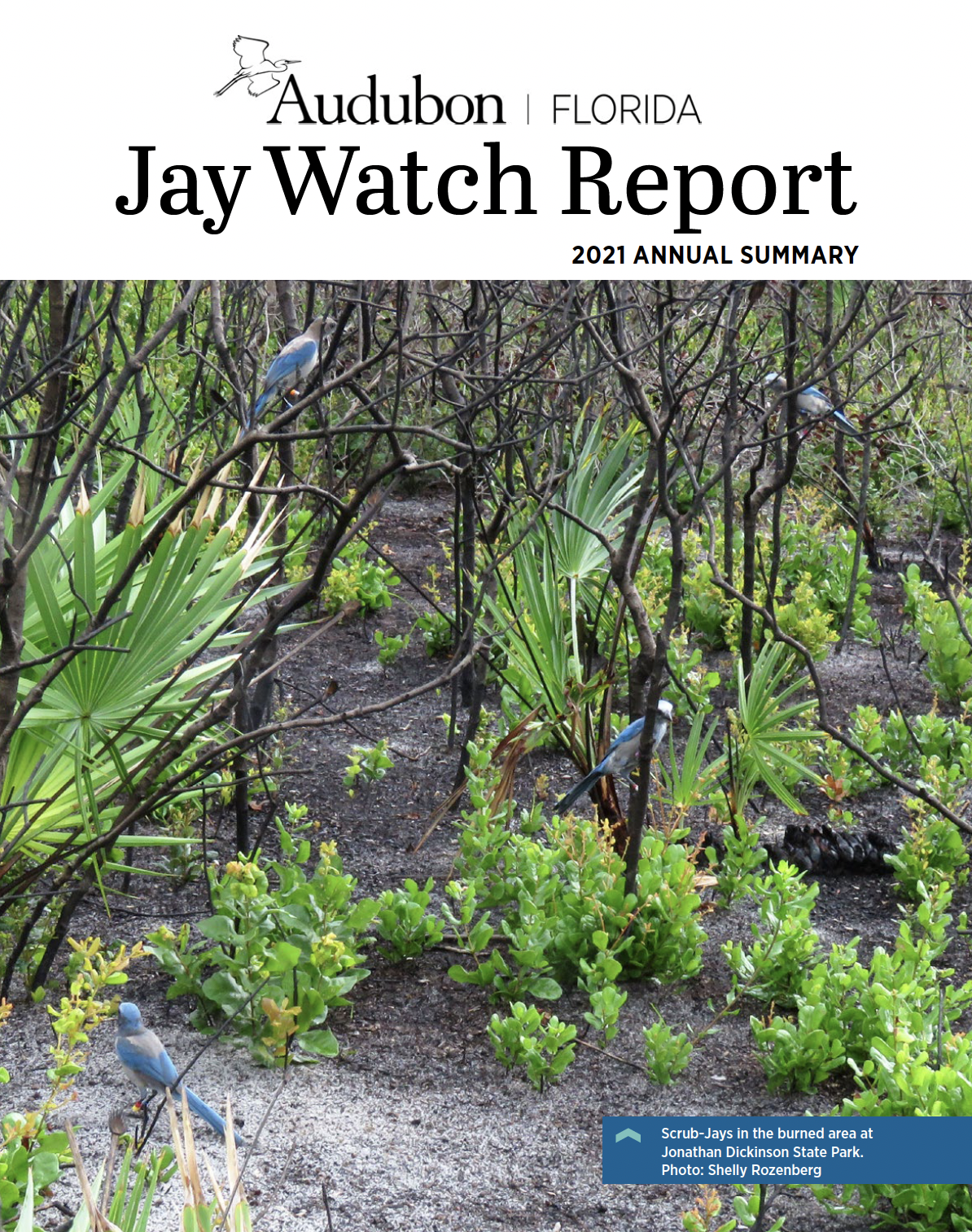 Cover of the 2021 Jay Watch Report. Features Florida Scrub-Jays perched on branches in a recently restored part of Jonathan Dickinson State Park. Bright green plants growing out of dark ground. Photo: Shelly Rozenberg.