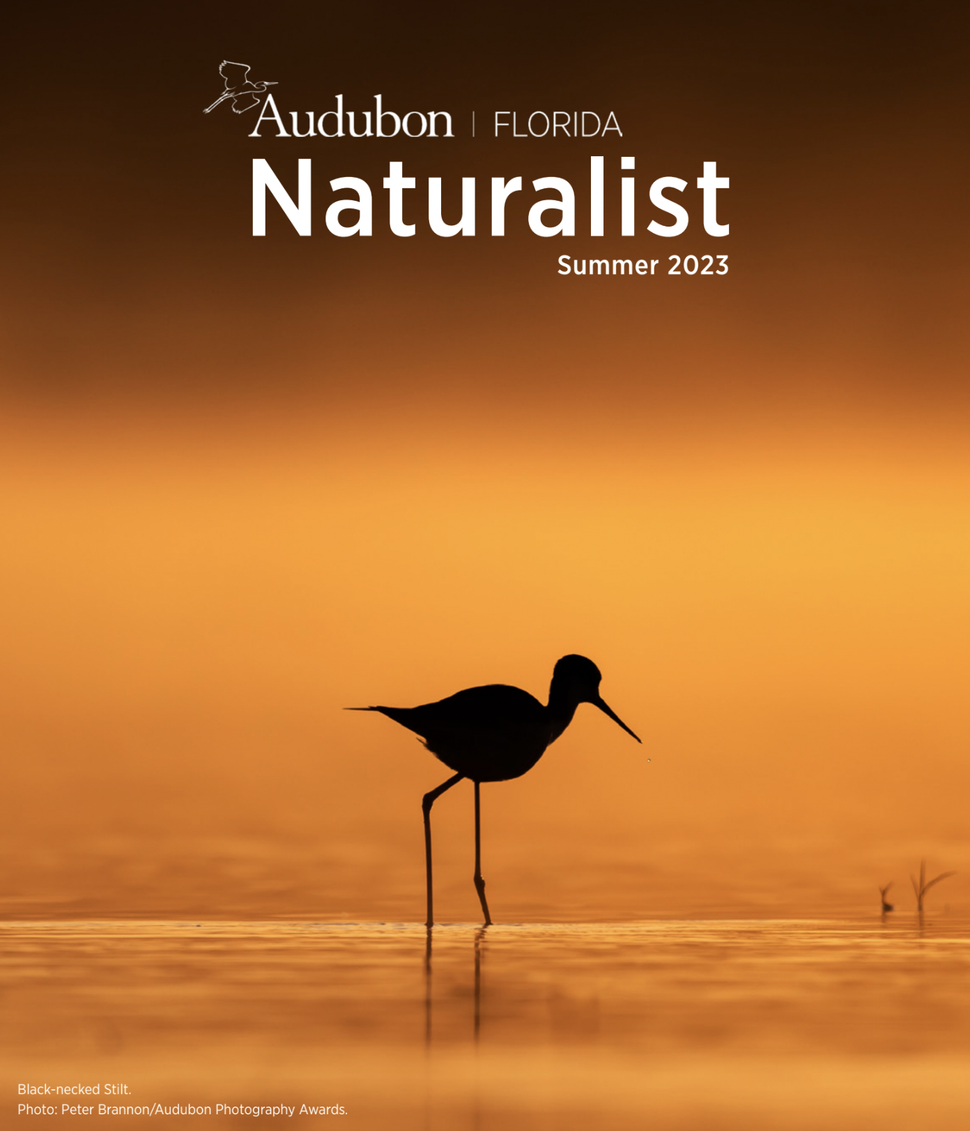 Cover of the Summer 2023 Naturalist. Silhouette of a Black-necked Stilt against an orange background.