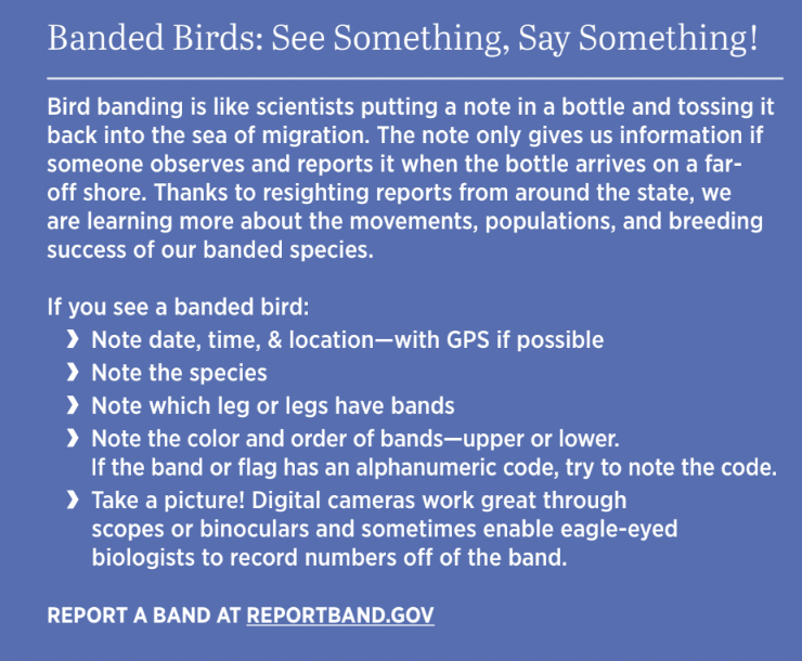 graphic asking people to report bird bands