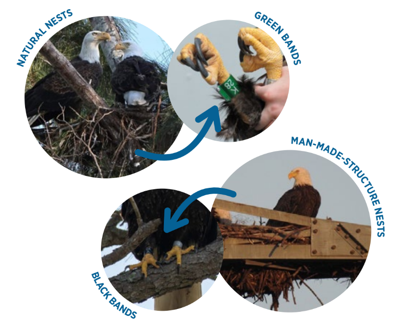 Four photos, clockwise from top left: An eagle sitting in a natural nest; an eagle's foot with a green band around the ankle; an eagle in a nest on a manmade structure; an eagle's feet with black bands around the ankles.