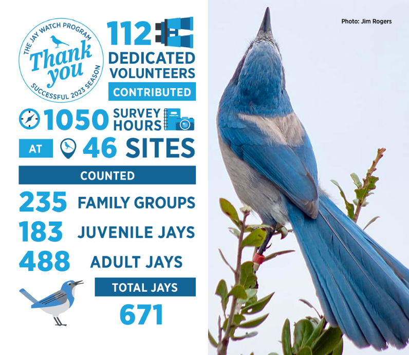 An infographic displaying the facts and figures listed at the end of the article. Next to it, a photo of a scrub-jay.