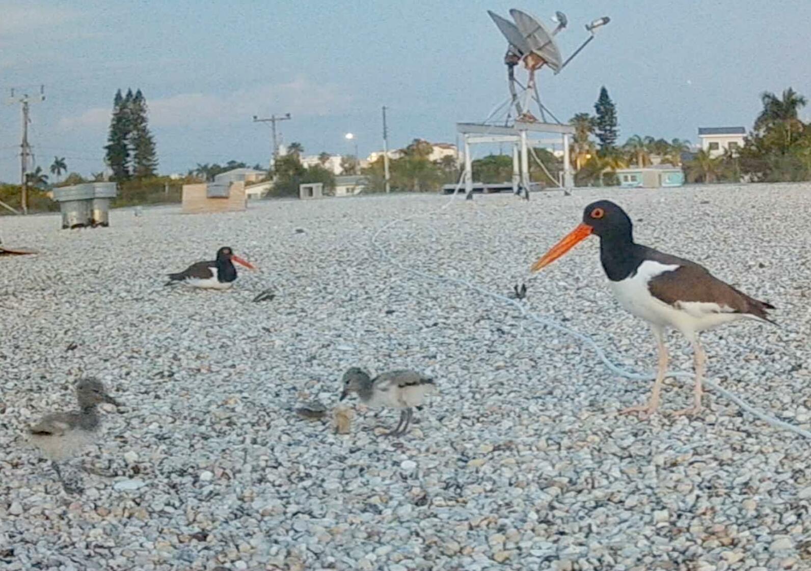 A pair of adult American Oystercatchers and their chicks on a rooftop, with a chick shelter and satellite dishes in the background.