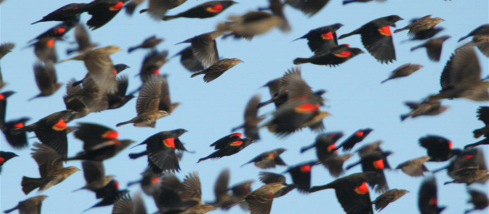 A flock of Red-winged Blackbirds flies against clear blue sky.