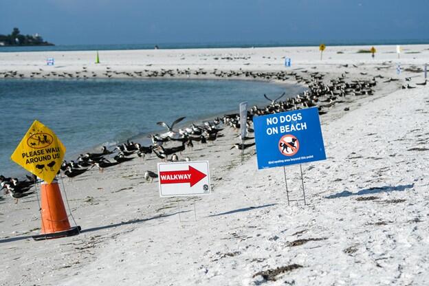 Two signs on a beach with a flock of Black Skimmers in the background.