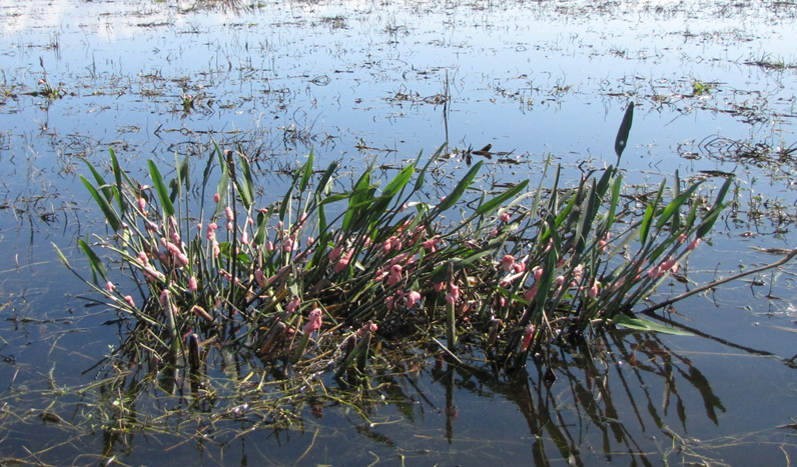 a cluster of water plants with pink egg clusters