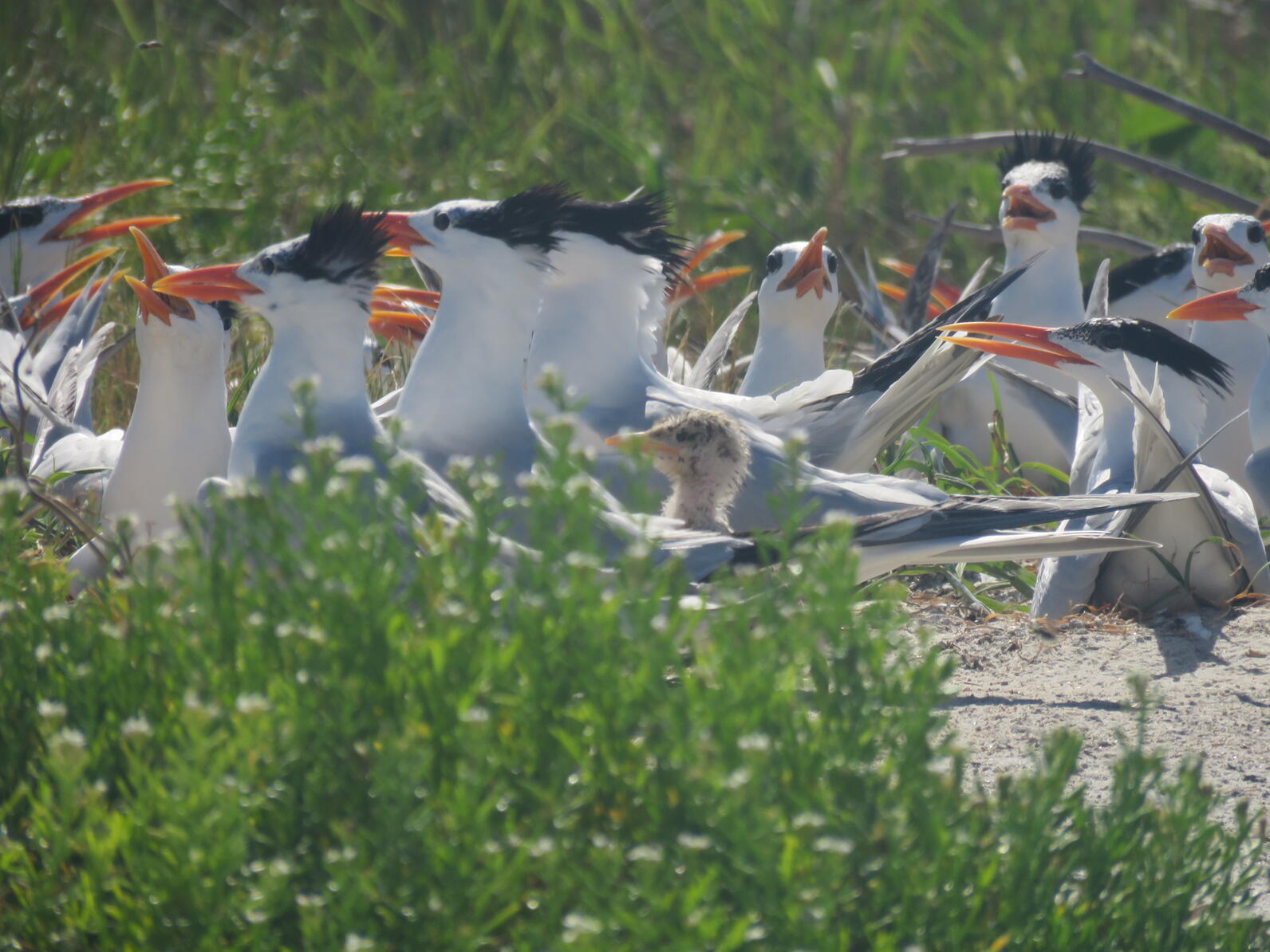 A close up of Royal Terns and their chicks sitting on the beach.