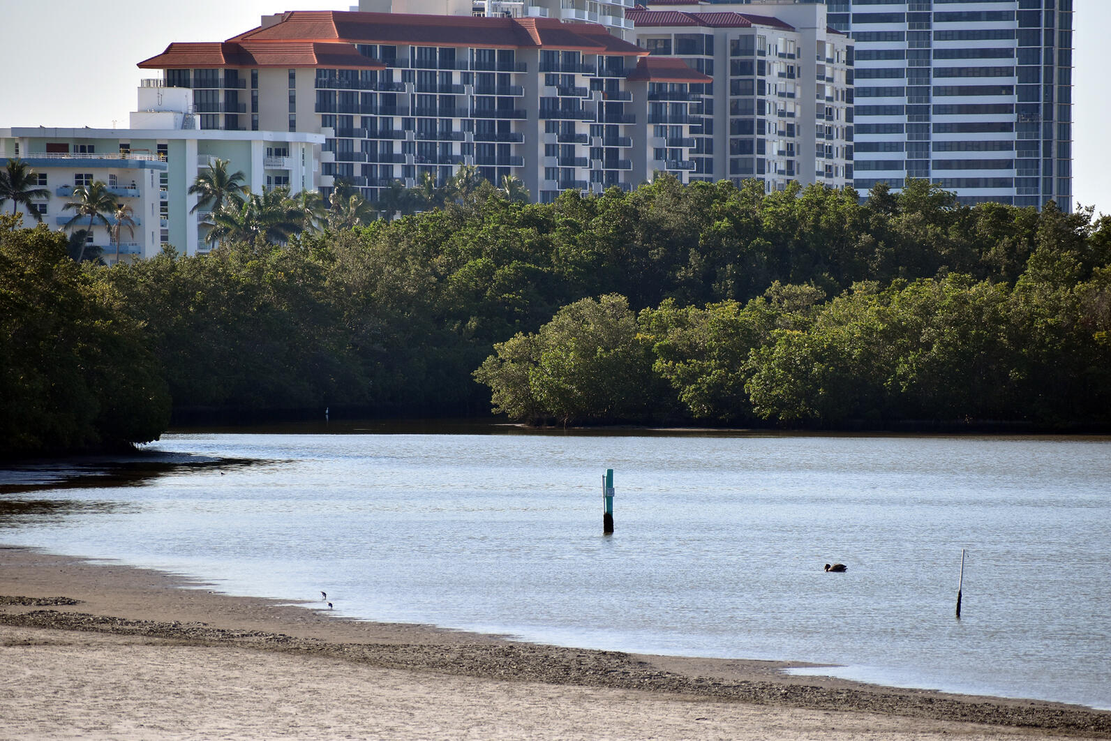 A beach with mangrove trees beyond and highrises.