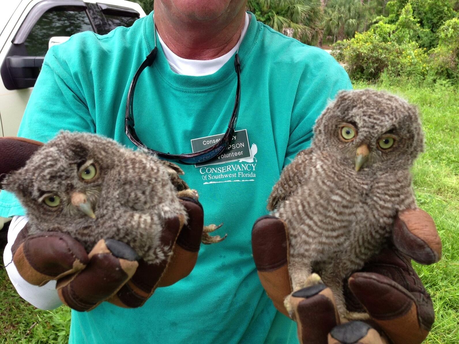 A person holding two owlets