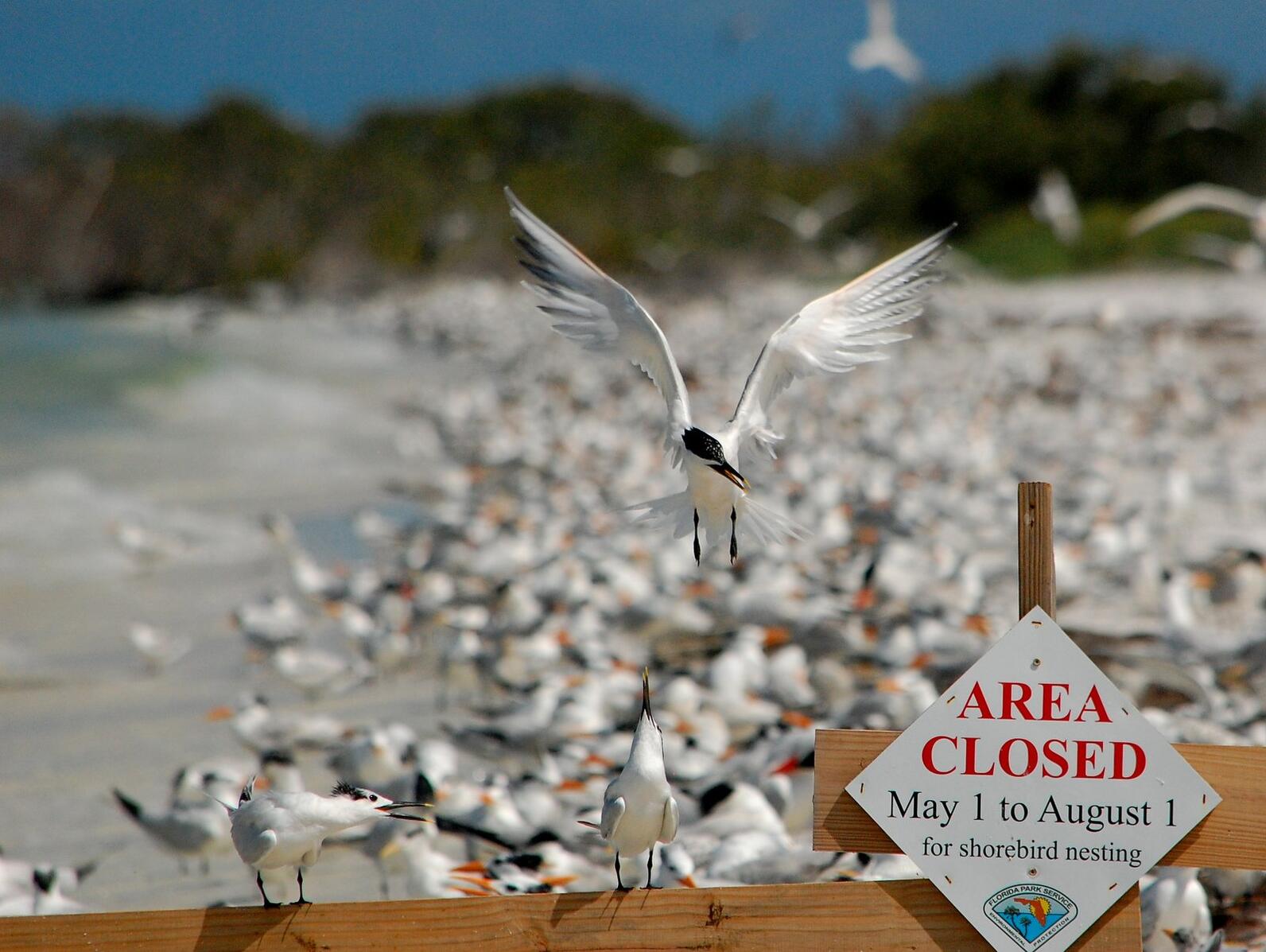 Sandwich Terns in front of a larger colony of seabirds. Photo: Tom Carey.