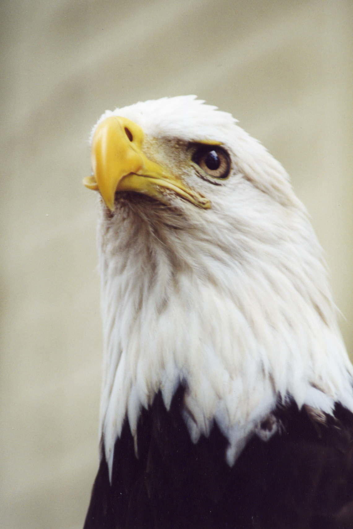 photo of a bald eagle named trouble