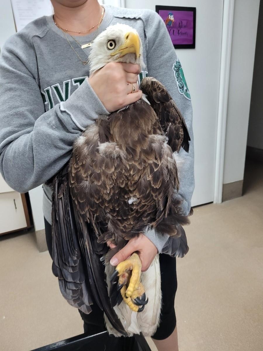 A clinic staff member carefully holds a Bald Eagle in her arms as the team prepares to care for the injured raptor.