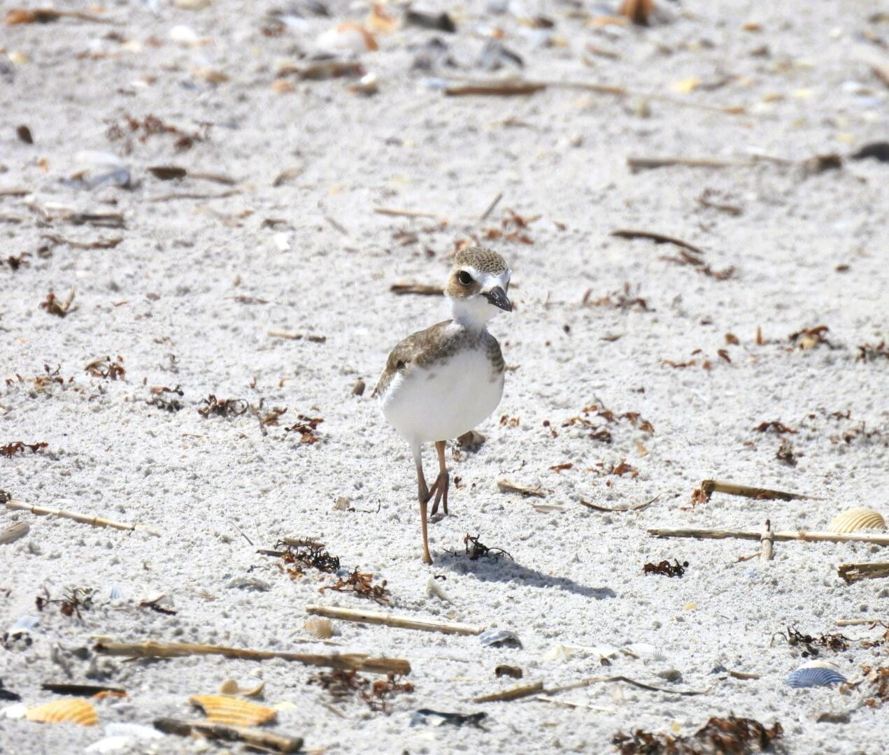 A Wilson's Plover chick walks on a beach.