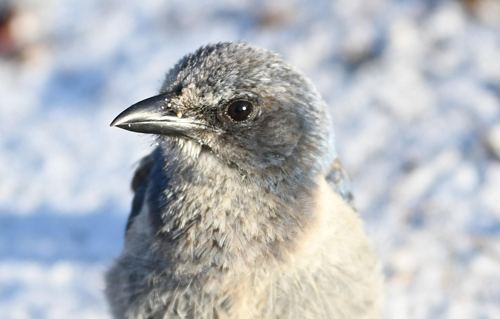 Florida Scrub-Jay. Photo: John Wolaver.