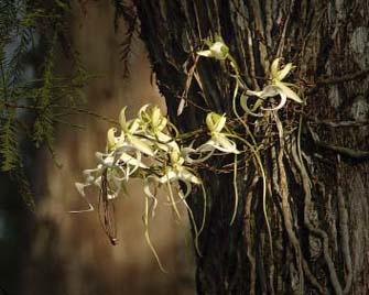 Audubon's Corkscrew Swamp Sanctuary Ghost Orchid Display Joins The Show ...