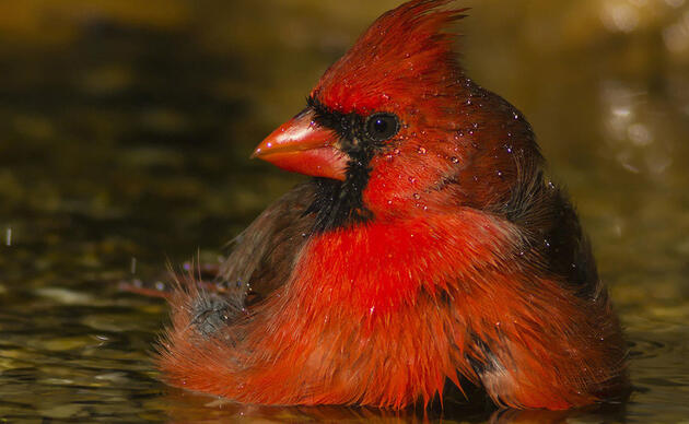 Bird enthusiasts look for rare red bird in Christmas count - Victoria Times  Colonist