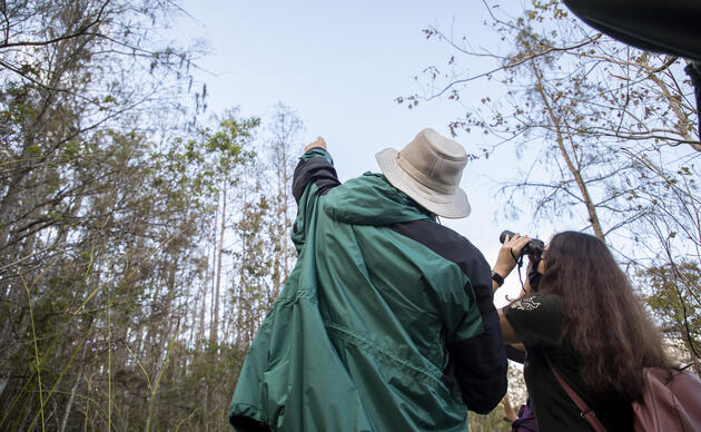 Audubon EagleWatch | Audubon Florida