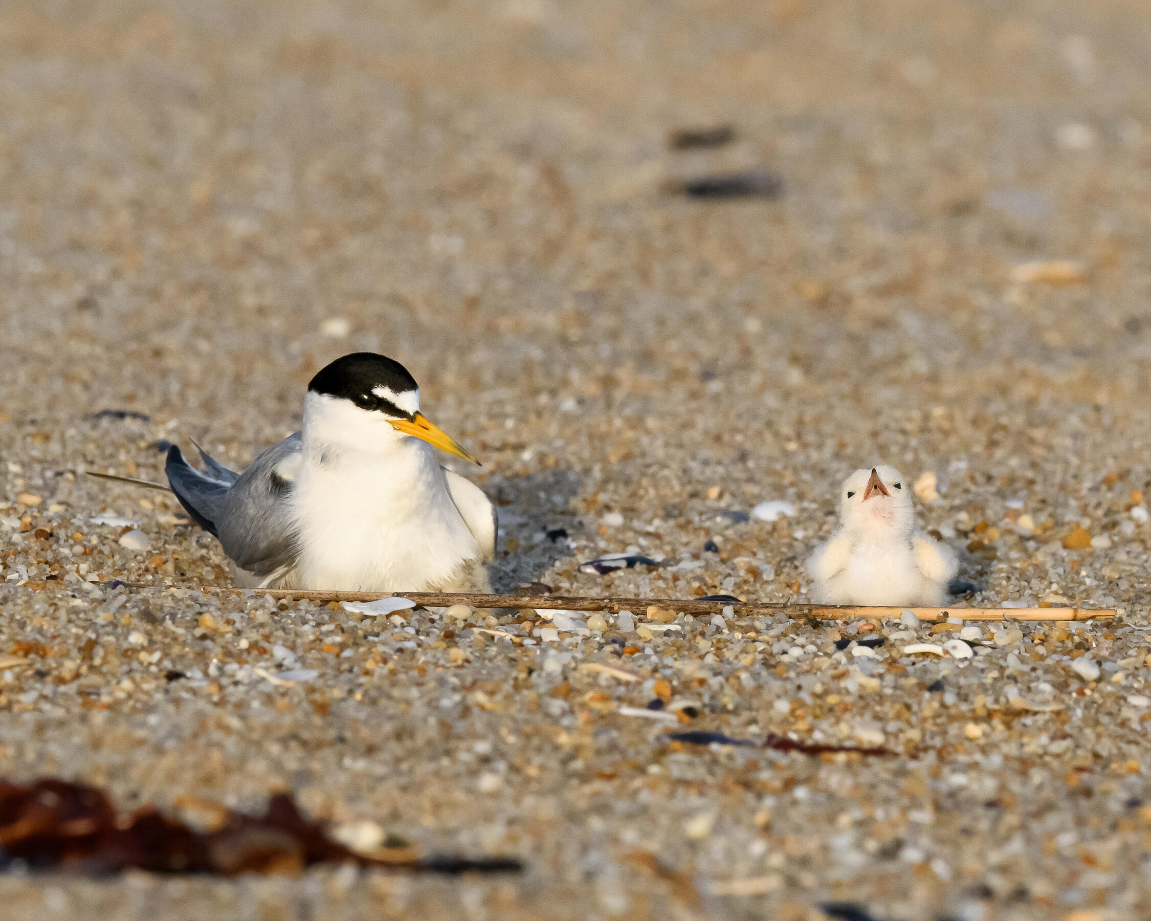 Least Tern and chick. Photo: Robert Cook/Audubon Photography Awards.