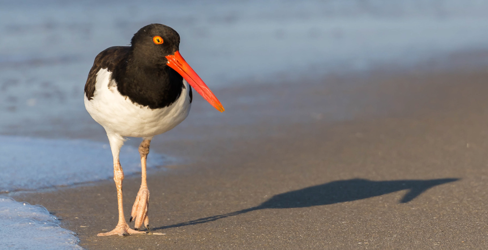 An American Oystercatcher walks on the sandy shore with the tide lapping up on the left side of the photo.