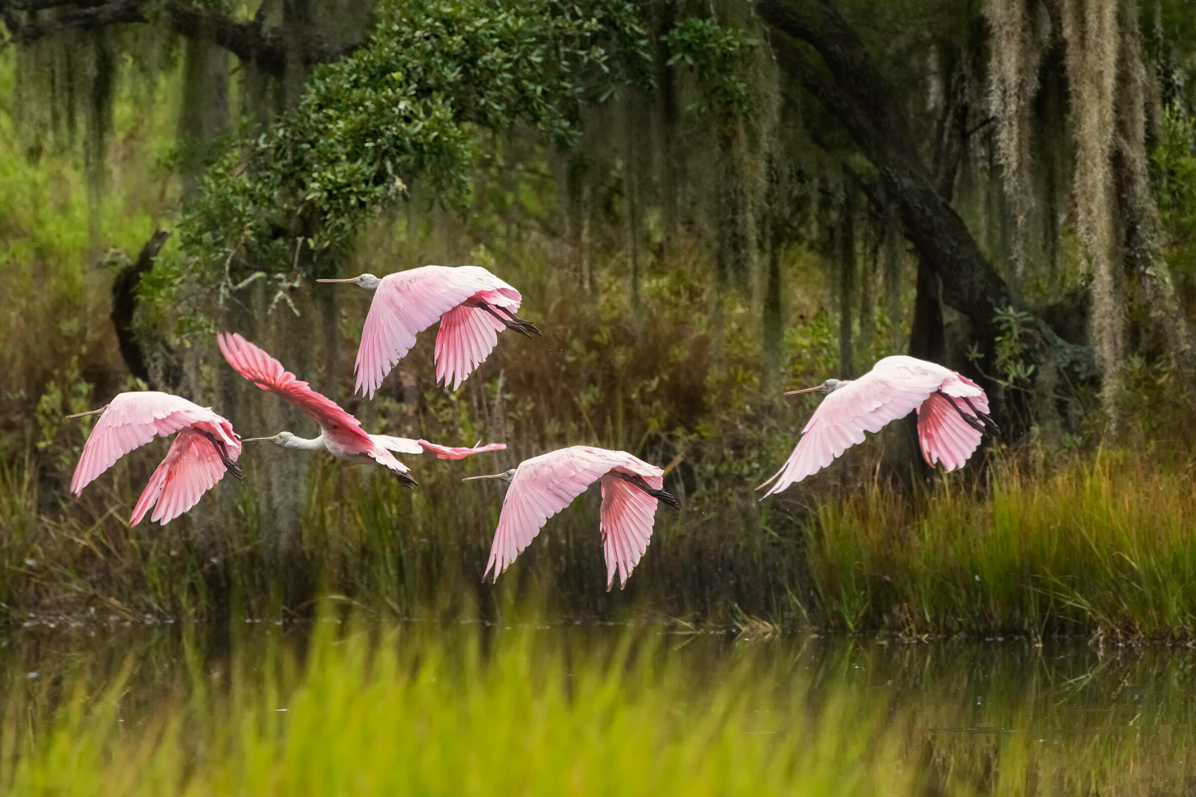 Roseate Spoonbills in flight over a marsh.