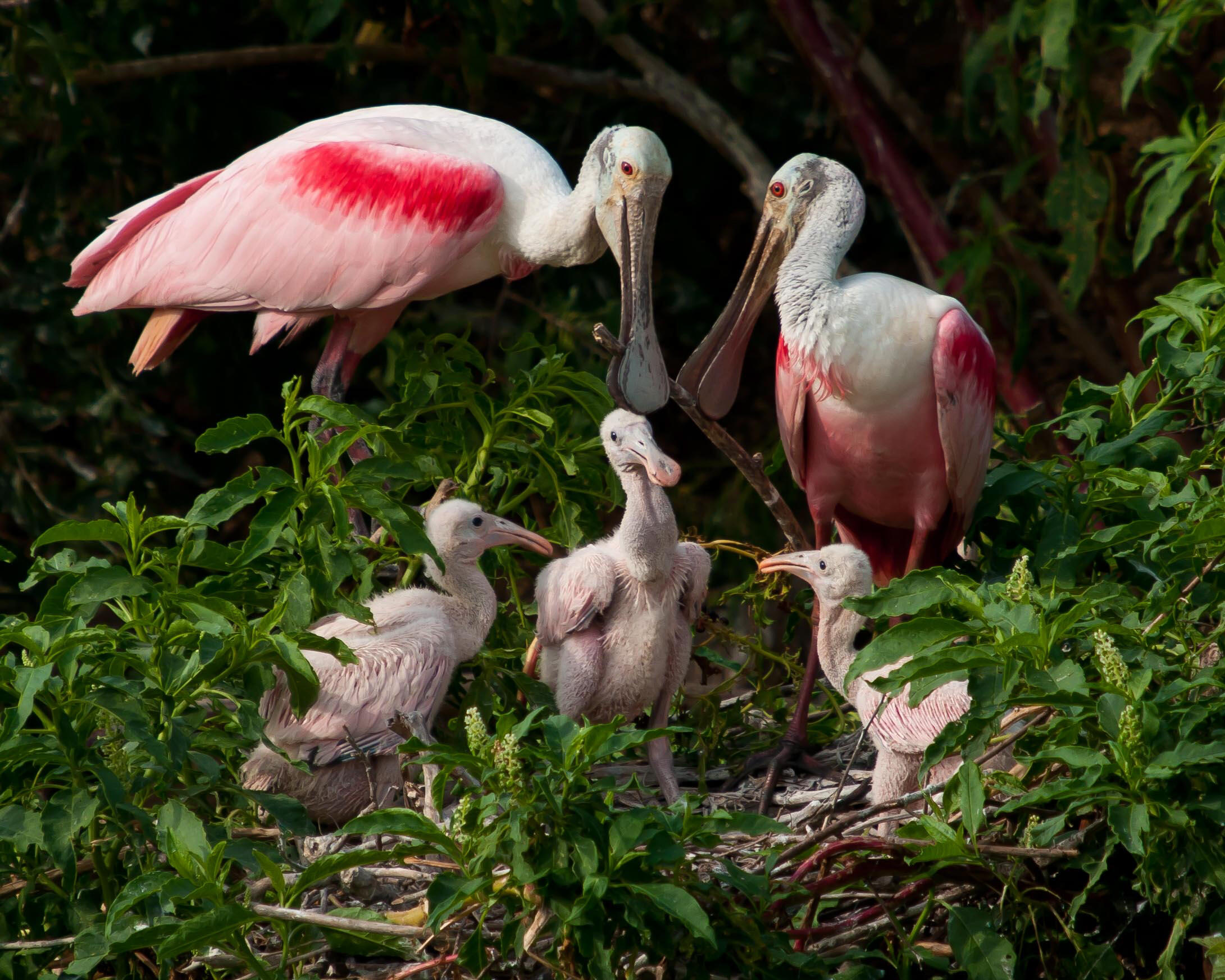 young Roseate Spoonbill in their nest, with adults standing over them