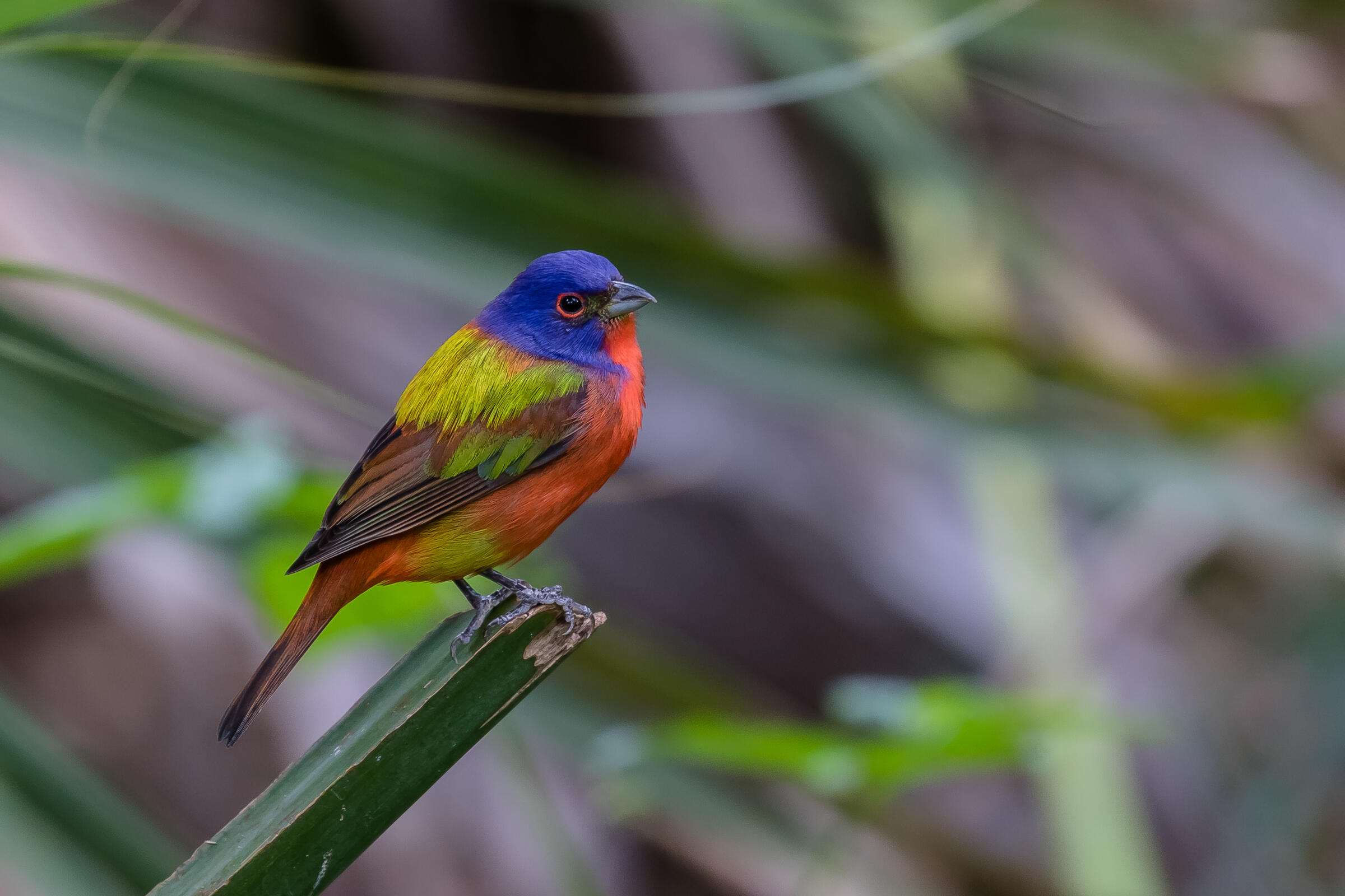 Painted Bunting standing on a branch