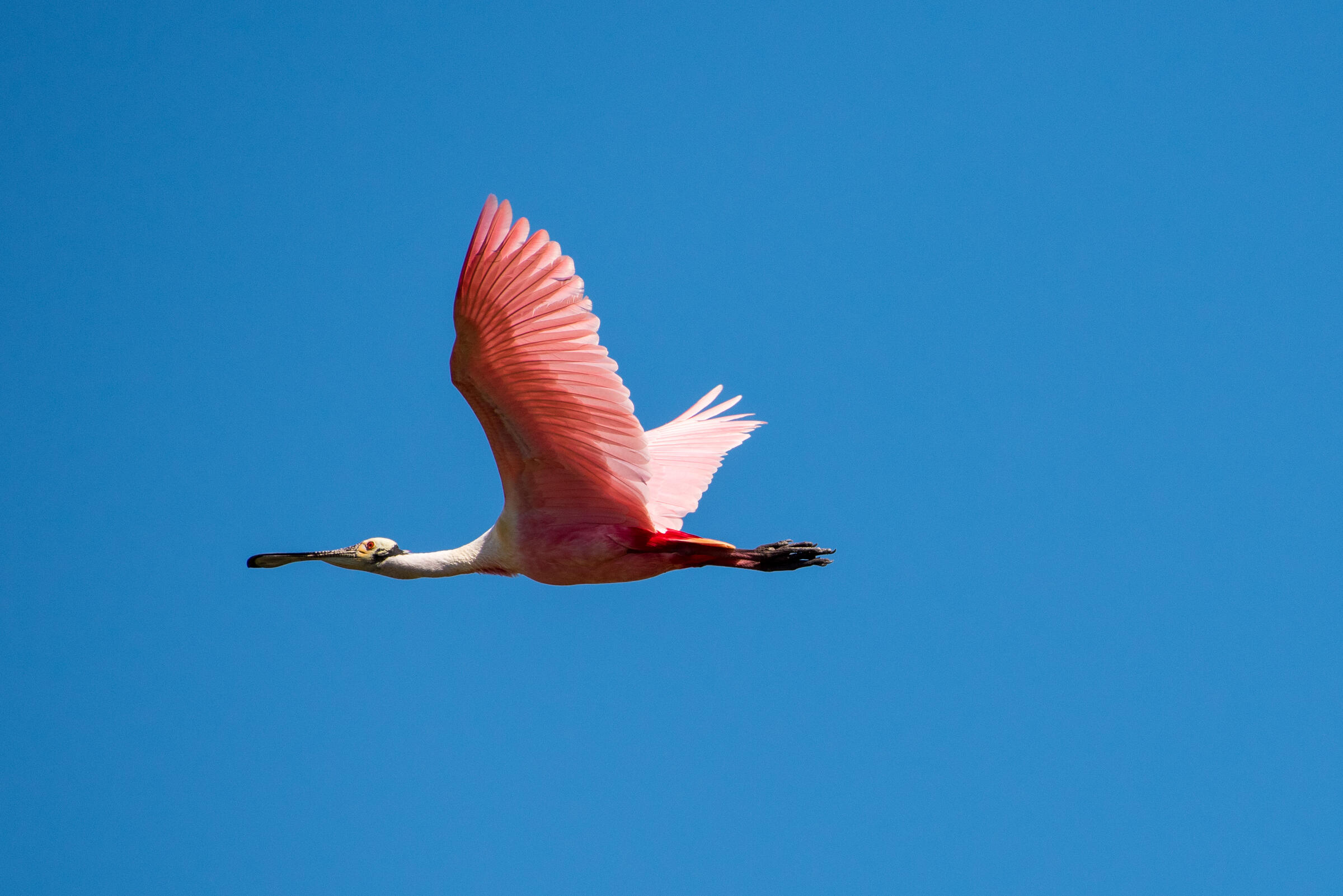 A Roseate Spoonbill in flight against a blue sky. Photo: Michael Fahn/Audubon Photography Awards.