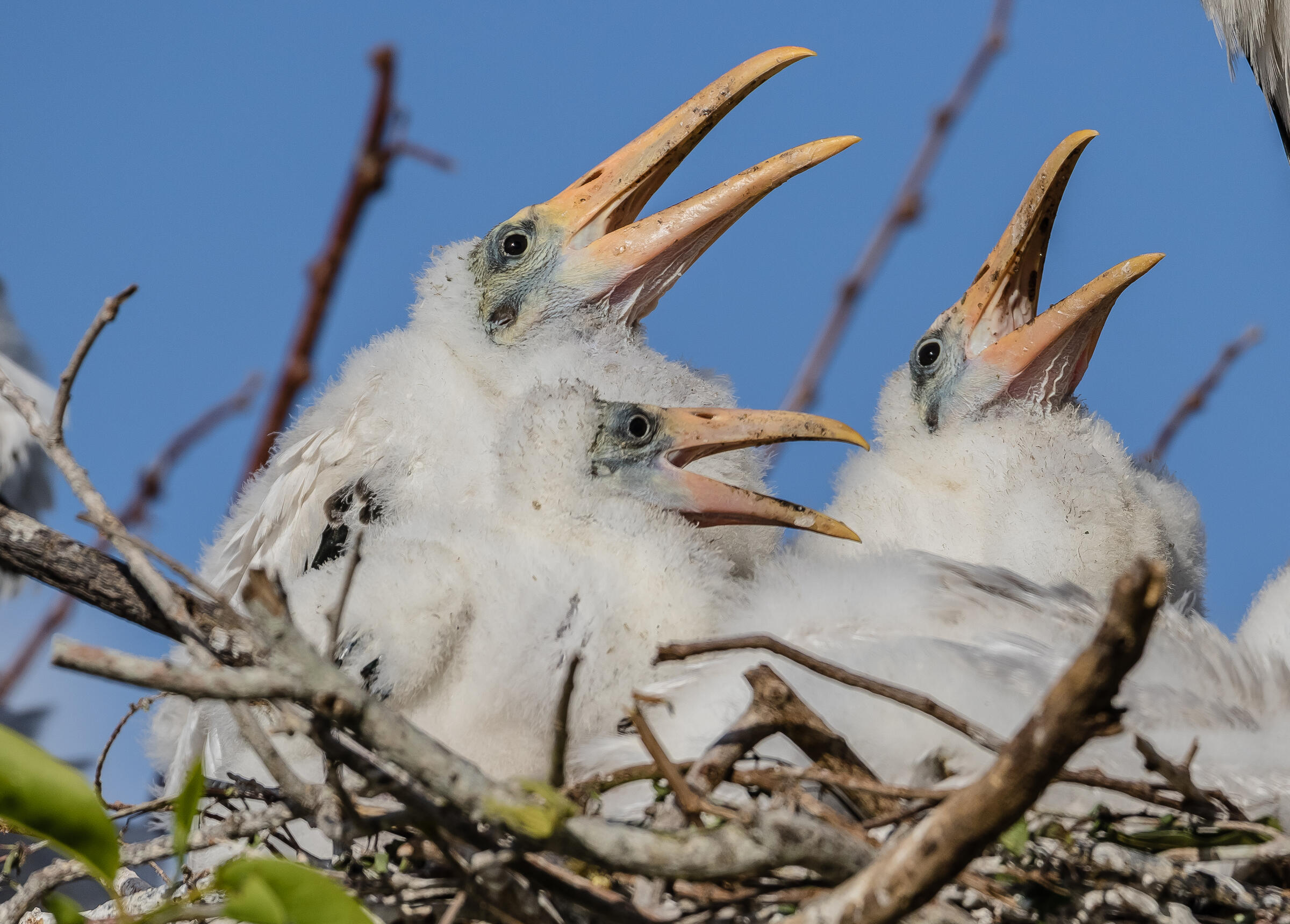 Wood Stork chicks. Photo: Lorraine Minns/Audubon Photography Awards.