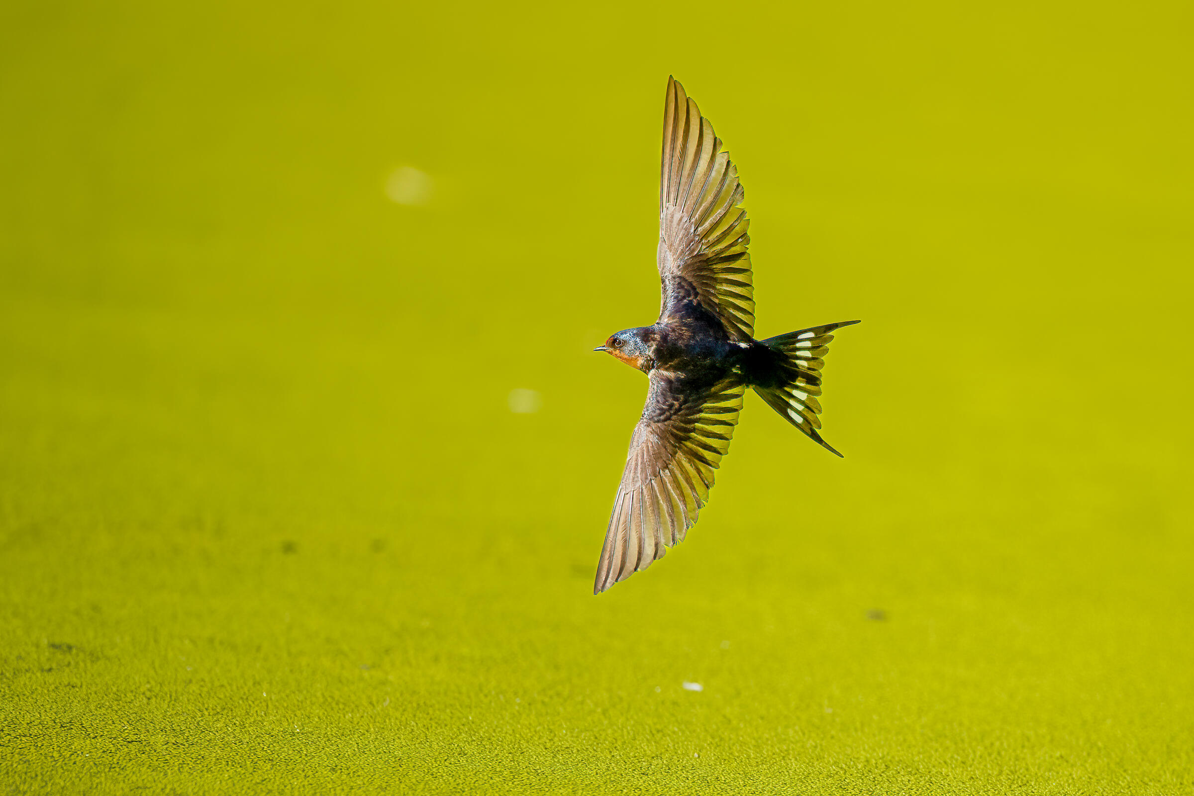 Barn Swallow in flight over a green background.