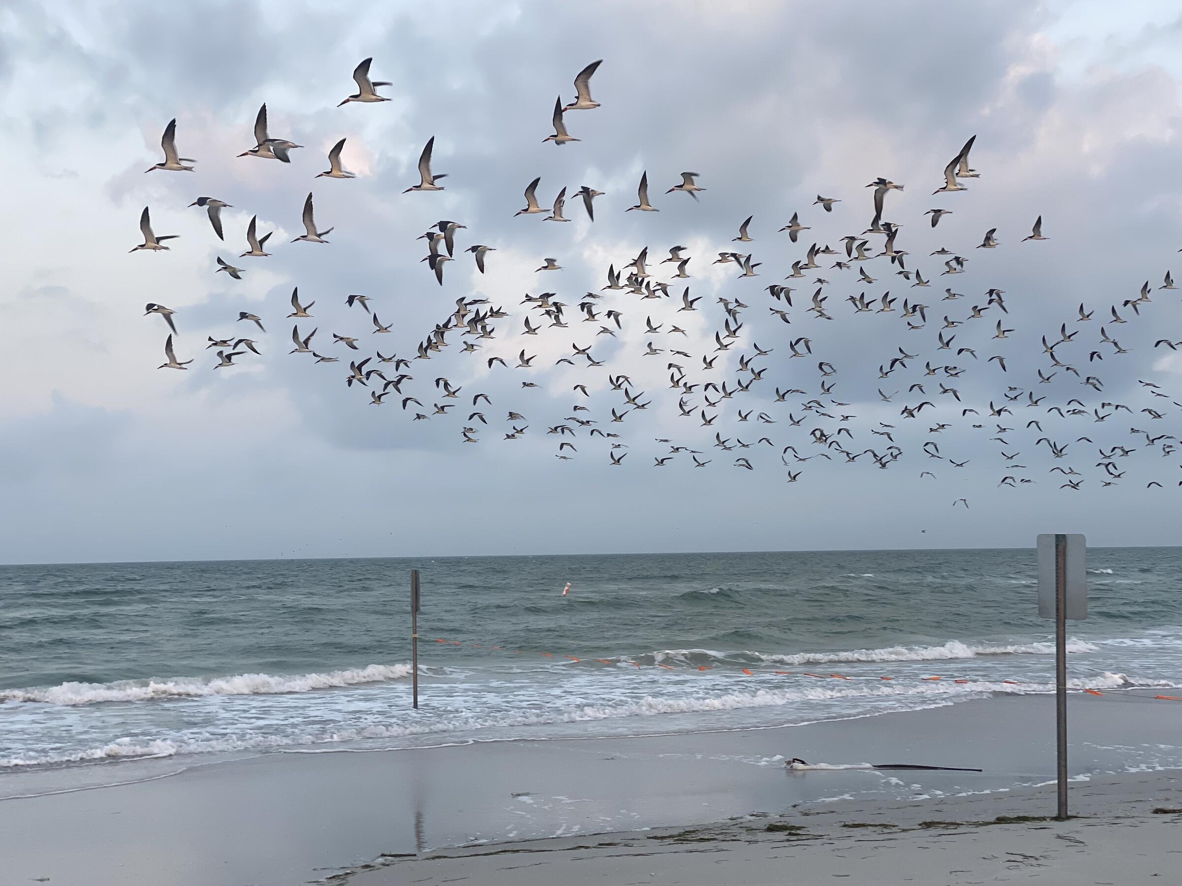 A Black Skimmer flocks flies across a Florida beach, with the Gulf of Mexico in the background.
