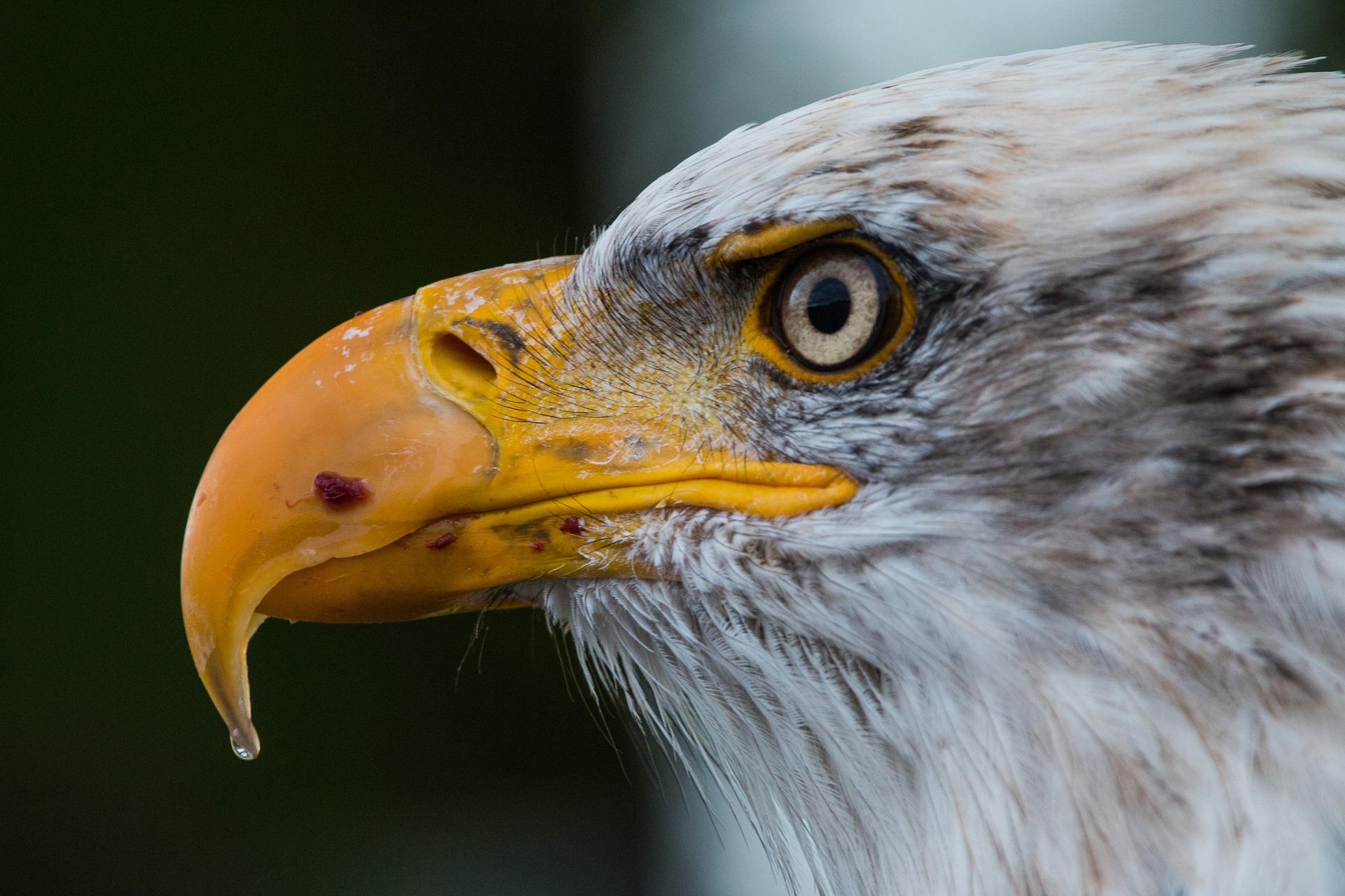 Bald Eagle.