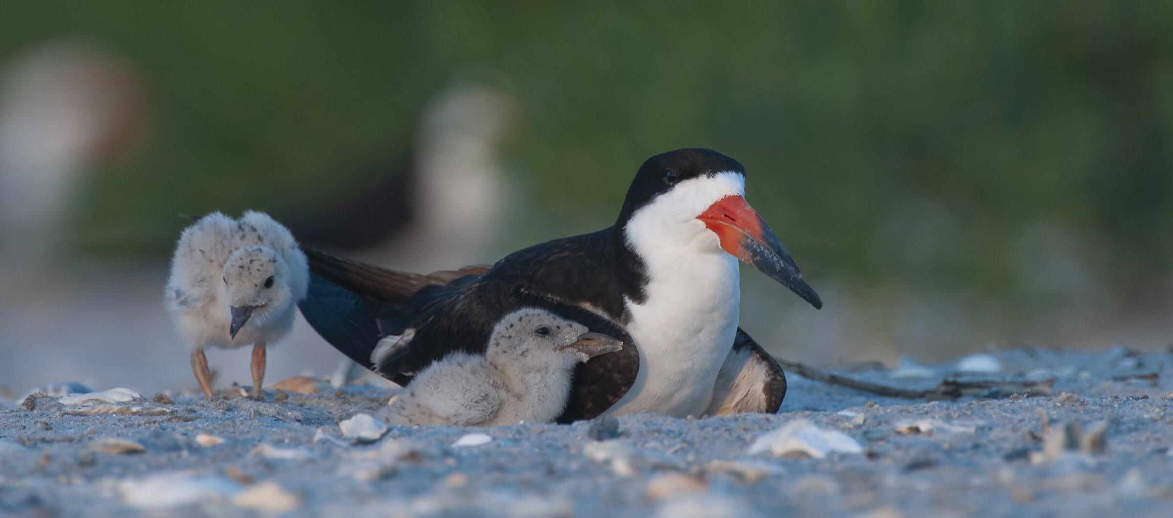 An adult Black Skimmer and two downy chicks sit on a sandy beach.